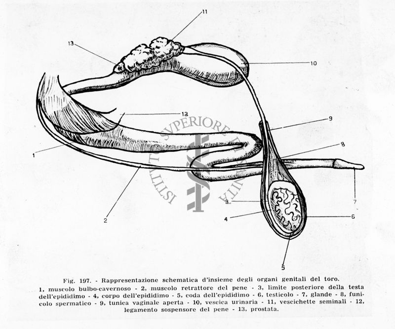 Rappresentazione schematica d'insieme degli organi genitali del toro