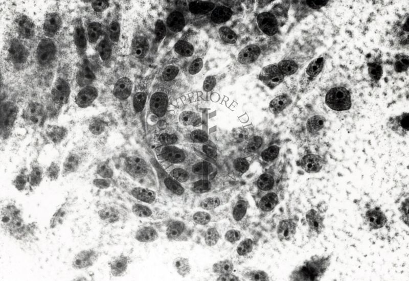 Immagine al microscopio di cellule