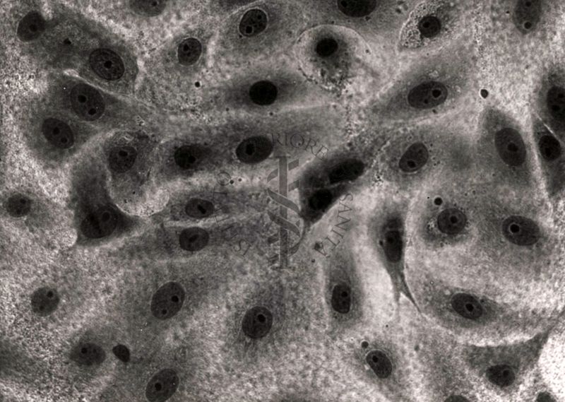 Immagine al microscopio di cellule