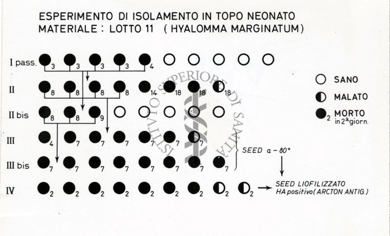 Esperimento di isolamento in topo neonato. Materiale: Lotto 11 (Hyalomma Marginatum)