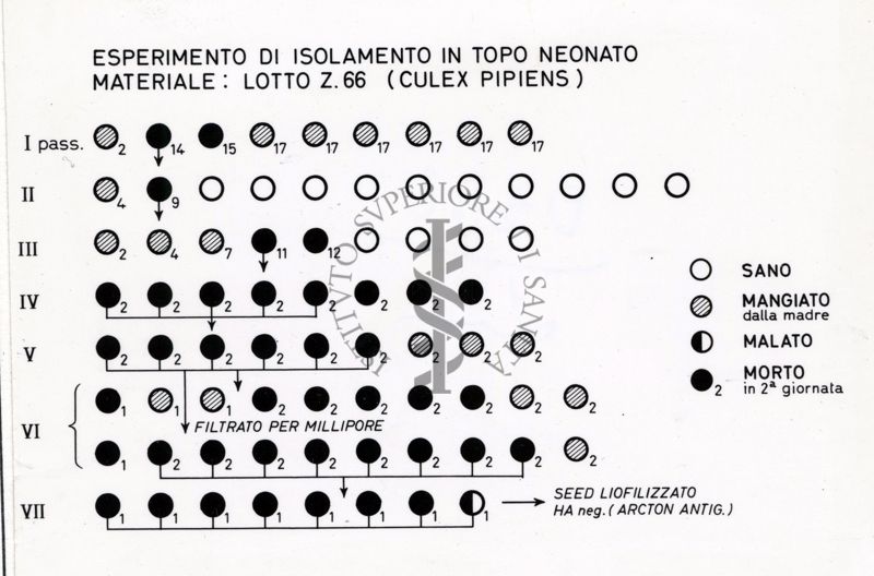 Esperimento di isolamento in topo neonato. Materiale: Lotto Z.66 (Culex Pipiens)