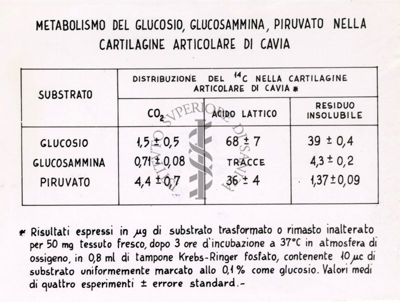 Tabella relativa al Metabolismo del glucosio, glucosammina, piruvato nella cartilagine articolare di cavia