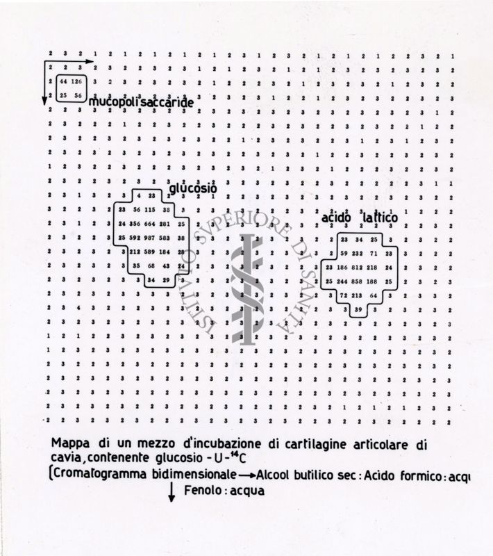 Mappa di un mezzo d'incubazione di cartilagine articolare di cavia, contenente glucosio