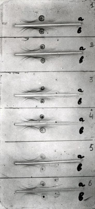 Studi microbiologici su strisce elettroforetiche di membrana di cellulosa