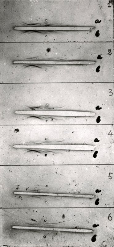 Studi microbiologici su strisce elettroforetiche di membrana di cellulosa