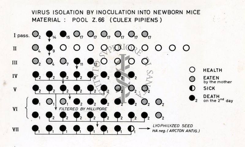 Grafico su: Virus Isolation by Inoculation into newborn mice material: pool Z 66 (Culex Pipiens)