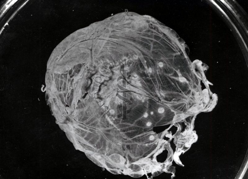 Sostanze microbiologiche in piastre Petri