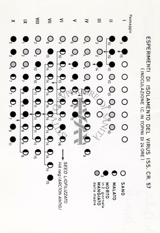 Esperimenti di isolamento del virus ISS CR 57 (inoculazione I.C. in topini di 24 ore)