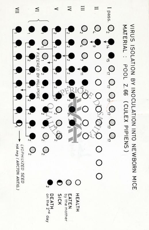 Virus isolation by inoculation into newborn mice material: pool Z. 66 (Culex pipiens)