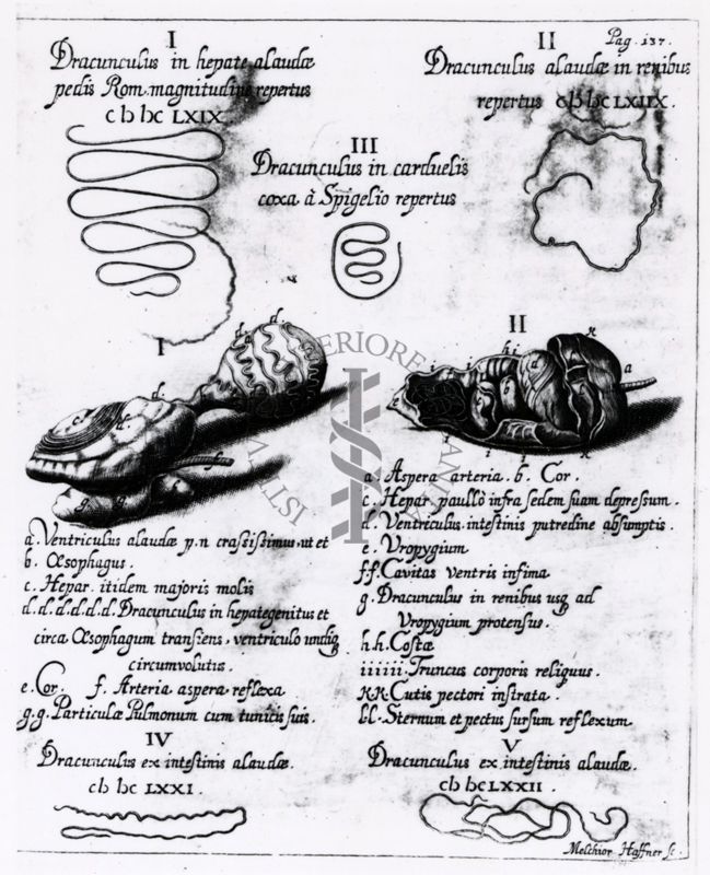 Riproduzione da libro riguardante studi su parassiti