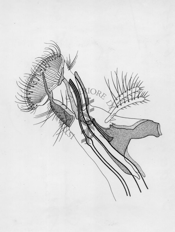 Schema di proboscide di una mosca domestica