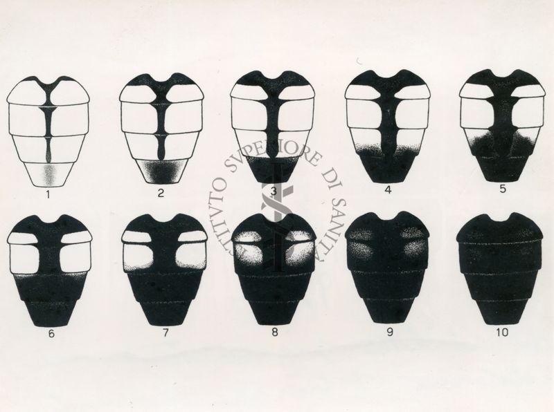 Variabilità della pigmentazione dell'addome nella mosca domestica