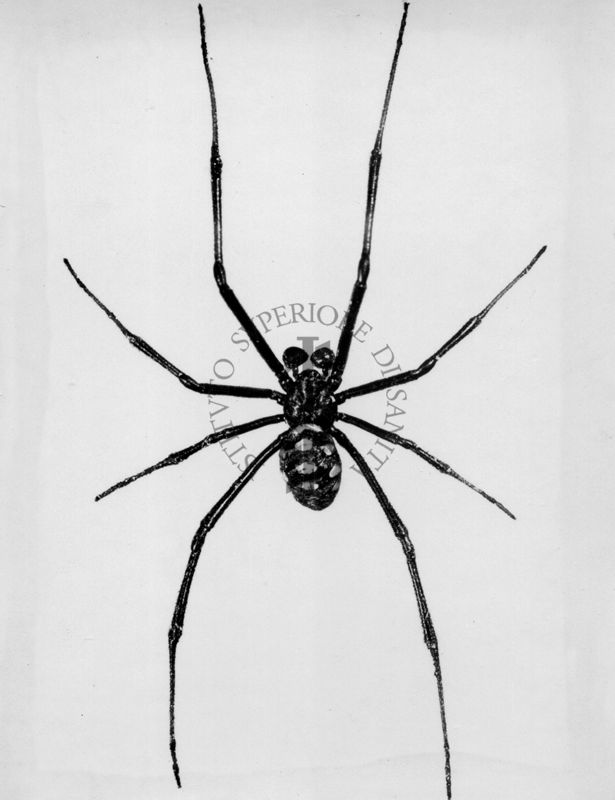 Immagine di Ragno Latrodectus 13 guttatus