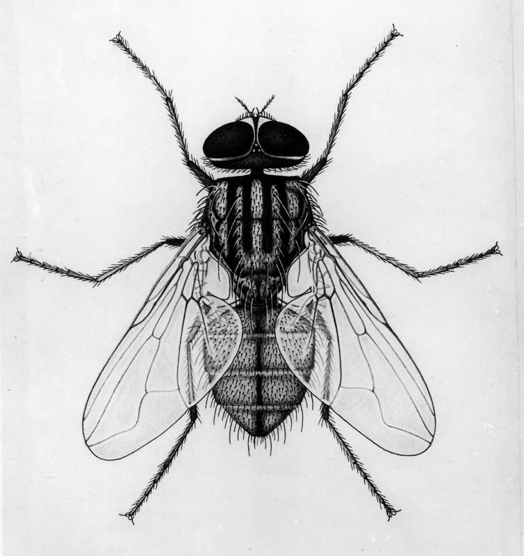 Mosca domestica Cuthbertsoni