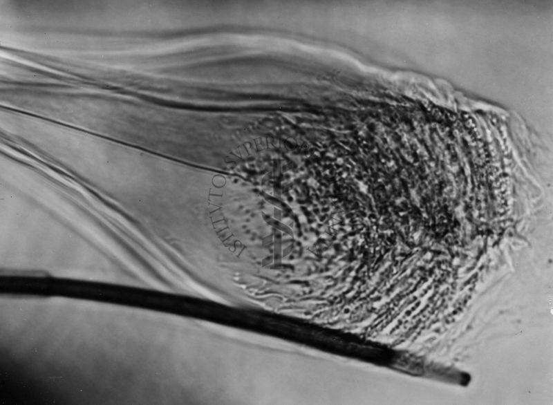 Microfotografia illustrante differenze morfologiche tra le specie P. Perniciosus e P. Perfiliewi