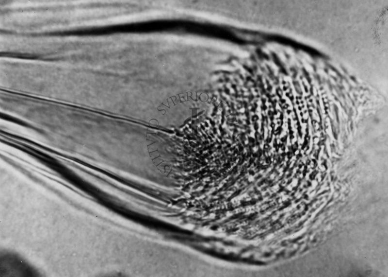 Microfotografia illustrante differenze morfologiche tra le specie P. Perniciosus e P. Perfiliewi