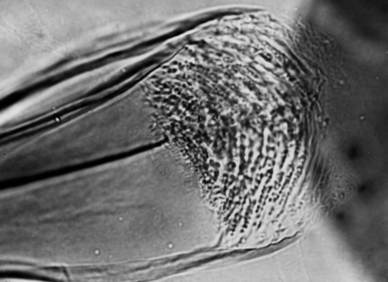 Microfotografia illustrante differenze morfologiche tra le specie P. Perniciosus e P. Perfiliewi