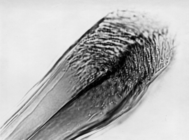 Microfotografia illustrante differenze morfologiche tra le specie P. Perniciosus e P. Perfiliewi