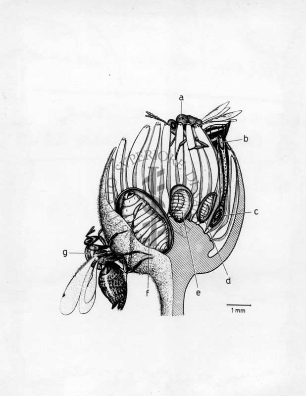 Deposizione di due calcididi parassiti. I Calcididi fitofagi hanno scarse facoltà di adattamento, sono tutti endofiti e, generalmente, attaccano i semi di piante varie (Leguminose, Pomacee, ecc.)