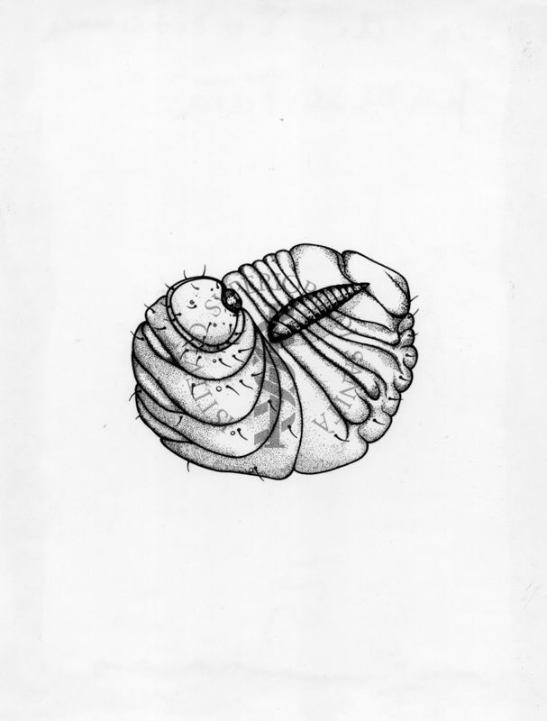 Larva di Euritoma parassitata. Tale parassita rappresenta una grave minaccia alla diffusione del pistacchio in Sicilia.