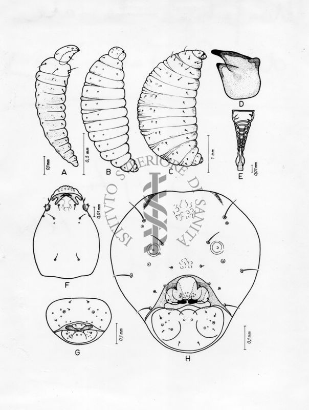 Morfologia larvale di Euritoma Testis. E' il genere più rappresentativo della famiglia degli Euritomidi. Comprende specie parassitoidi o secondariamente fitofaghe.