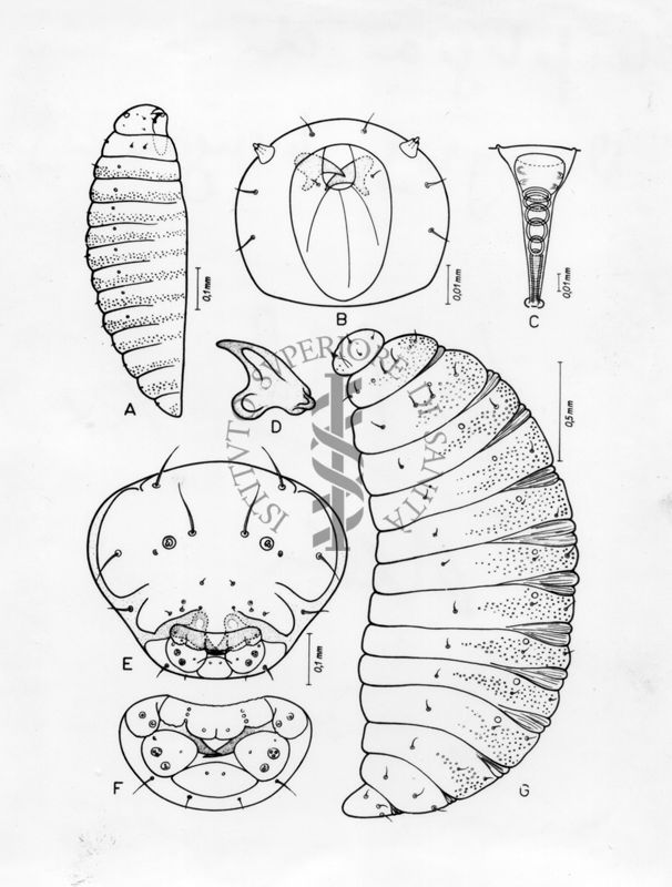 Morfologia larvale di Ormyrus hungaricus. Ormyrus è un genere di vespe calcidi della famiglia Ormyridae.