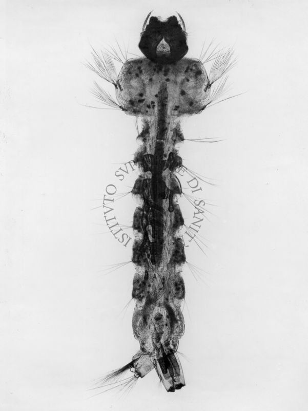Immagine di una larva di Aedes Mariae, appartenente alla famiglia delle Culicidae. Dicesi Culicidae una famiglia di zanzare in cui si riconoscono attualmente 3719 specie.