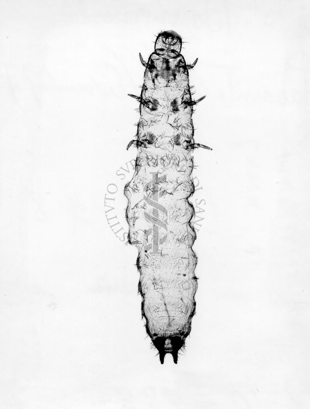 Larva di Malachius  sp. (Coleoptera). Le larve di malachius bipustulatus risiedono tipicamente nel terreno o sotto la corteccia, dove si nutrono di piccoli insetti e larve.