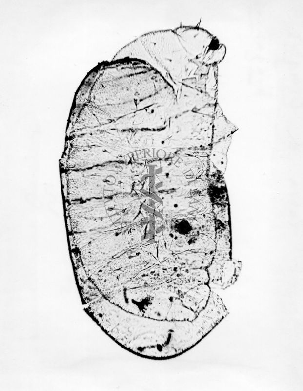 Larva di Ormyrus Hungaricus