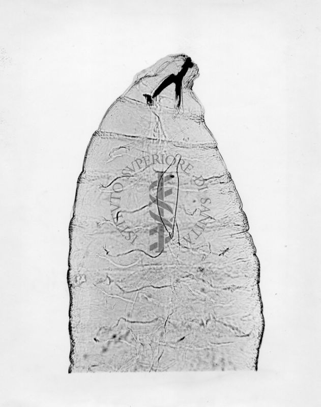 Larva di Myopites inulae con ovo di Ormyrus hungaricus