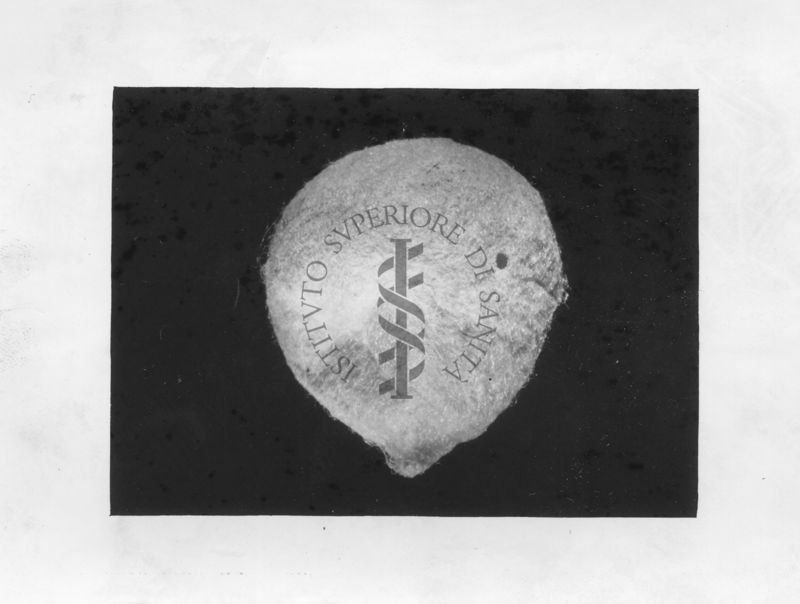 Sacco di ovigero di Latrodectus con foro di uscita di un parassita