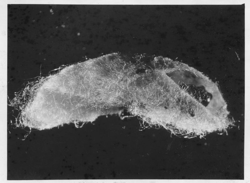 Bozzolo di Hemiteles estratto dal sacco ovigero di Latrodectus