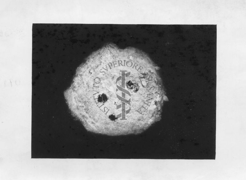 Sacco ovigeno di Latrodectus con fori di uscita del parassita Pimpla Rufipes. Non punge ed è innocuo per gli esseri umani, ma sembra piuttosto brutto.