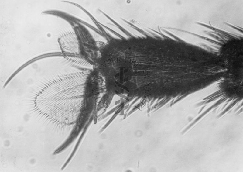 Lobi membranosi laterali e simmetrici dell'acropodio di un ginandromorfo di mosca domestica