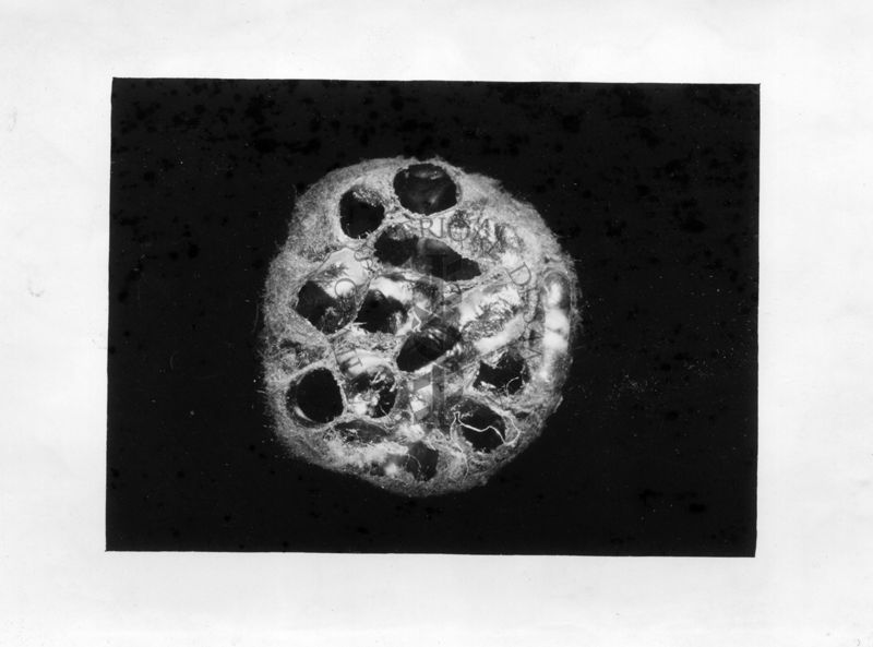 Lobi membranosi laterali e simmetrici dell'acropodio di un ginandromorfo di mosca domestica