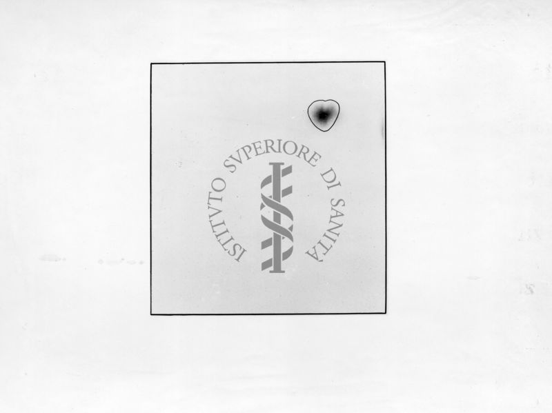 Cromatografia riguardante la decarbossillasi dell'acido glutamminico nel tessuto nervoso di insetti