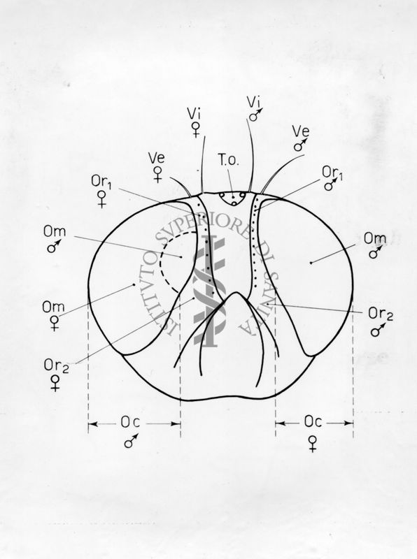 Capo di Ginandromorfi di Mosca domestica