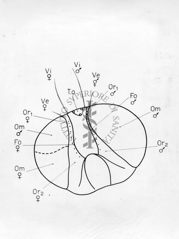 Capo di Ginandromorfi di Mosca domestica
