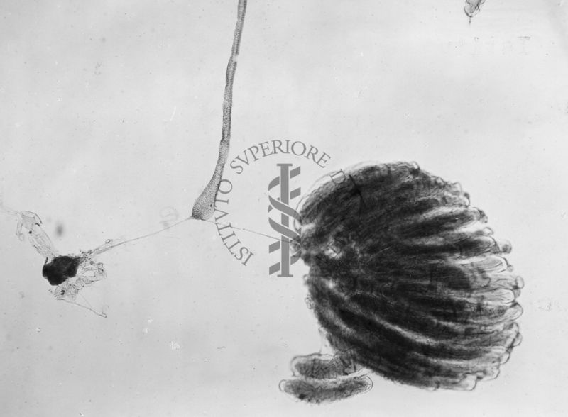 Ginandromorfo di Mosca domestica con gonadi di sesso opposto e dotti maschili