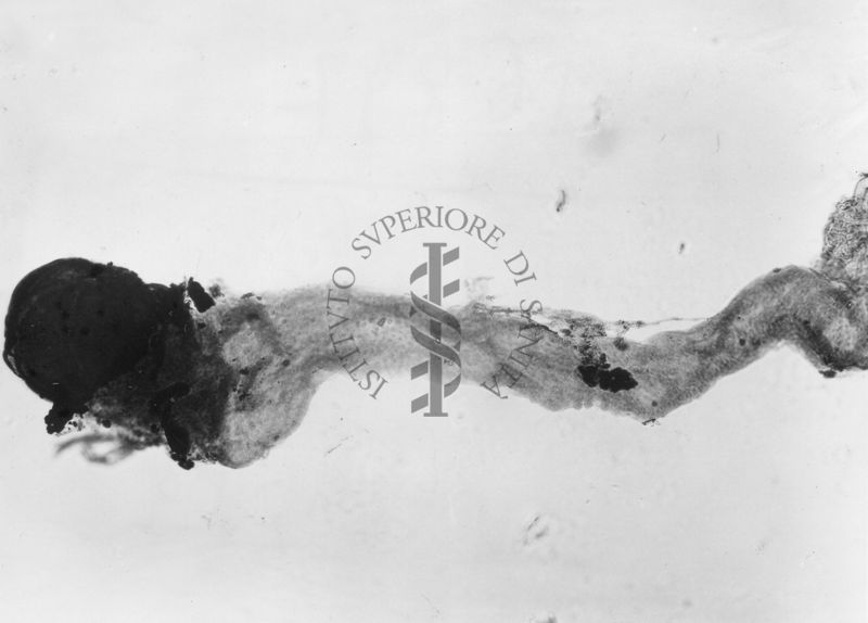 Ginandromorfo di Mosca domestica con testicolo articolato ad un ovidutto