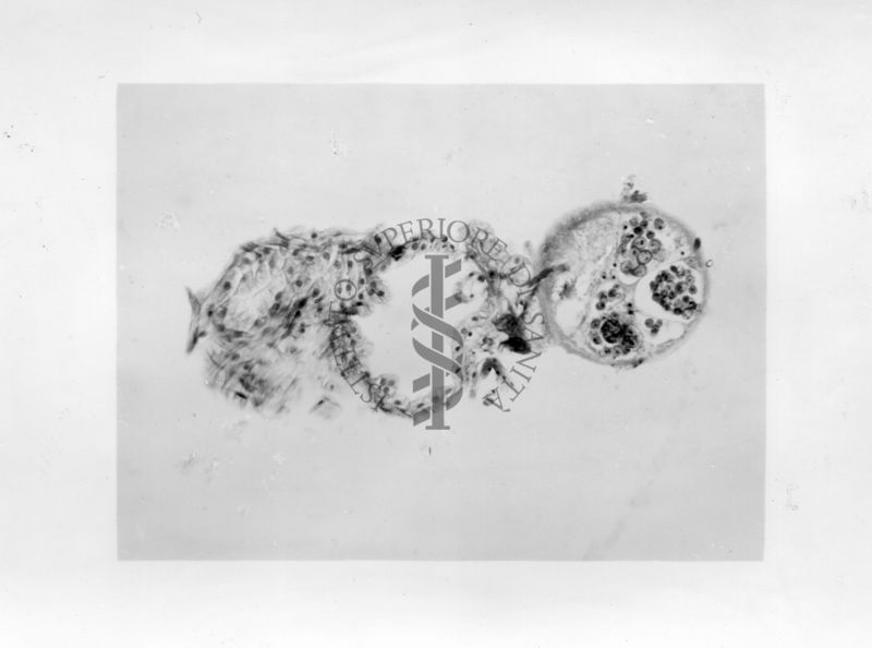 Sezione di un testicolo articolato ad un ovidutto