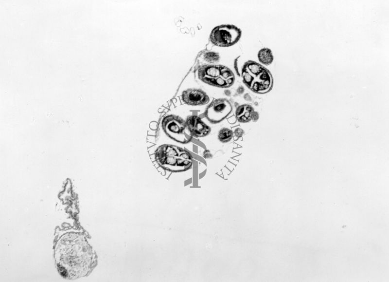 Sezione di 2 gonadi di sesso opposto, immature e articolate a ovidutti