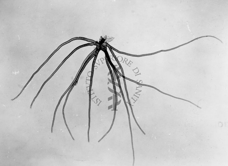 Branchie respiratorie in una ninfa di Simulium ornatum (con 10 rami)