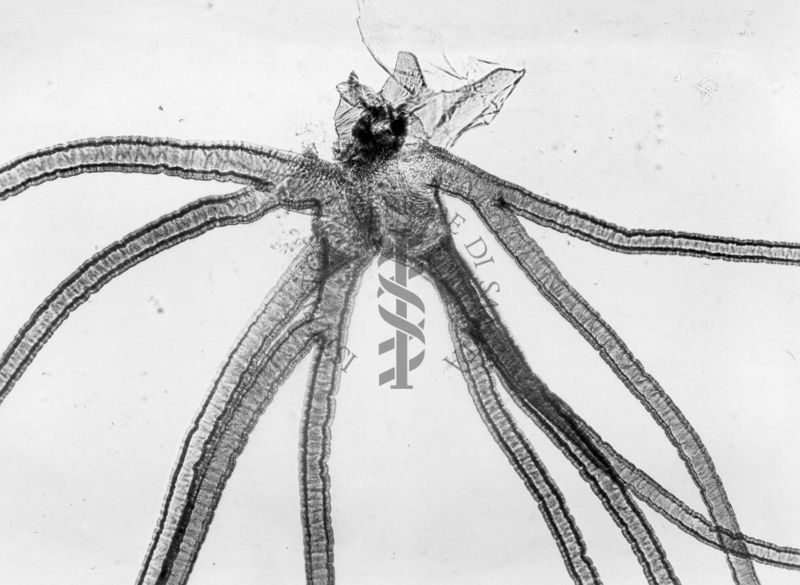 Inquadratura della ramificazione, nella varietà a 10 rami di Simulium Ornatum