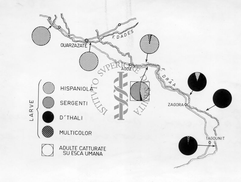 Esperienze sull'attività sessuale in una mosca domestica