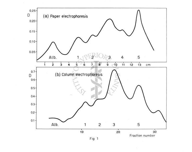 Studi biochimici sul veleno di Latrodectus tredeciguttatus ovvero sulla vedova nera mediterranea, o malmignatta (Latrodectus tredecimguttatus). E' un ragno appartenente alla famiglia Theridiidae