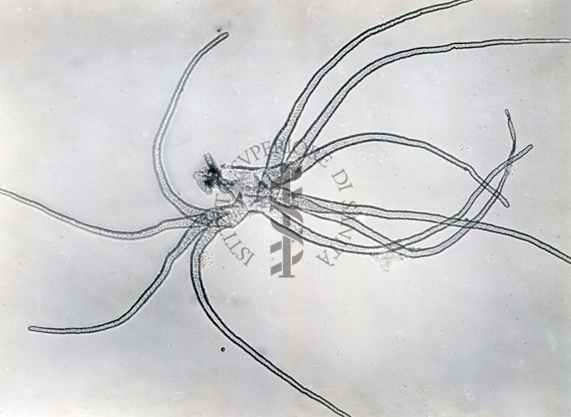 Filamenti bronchiali della ninfa di una specie di Simulide