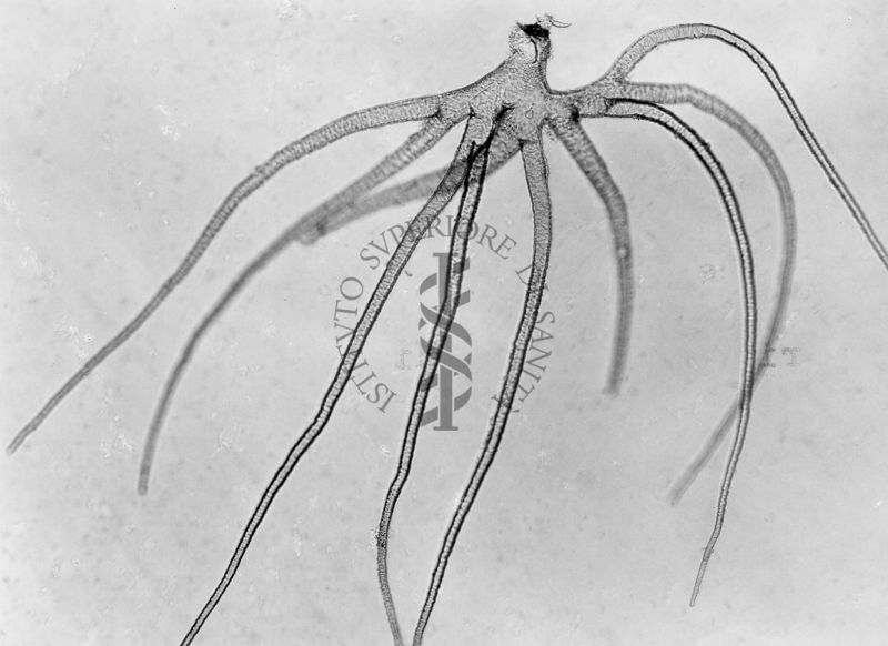 Filamenti bronchiali della ninfa di una nuova specie di Simulide