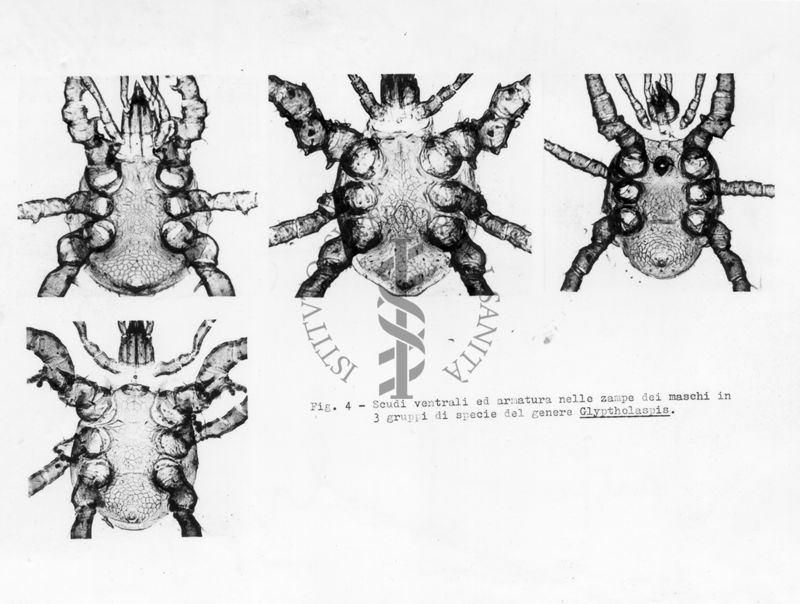 Acari predatori di mosche