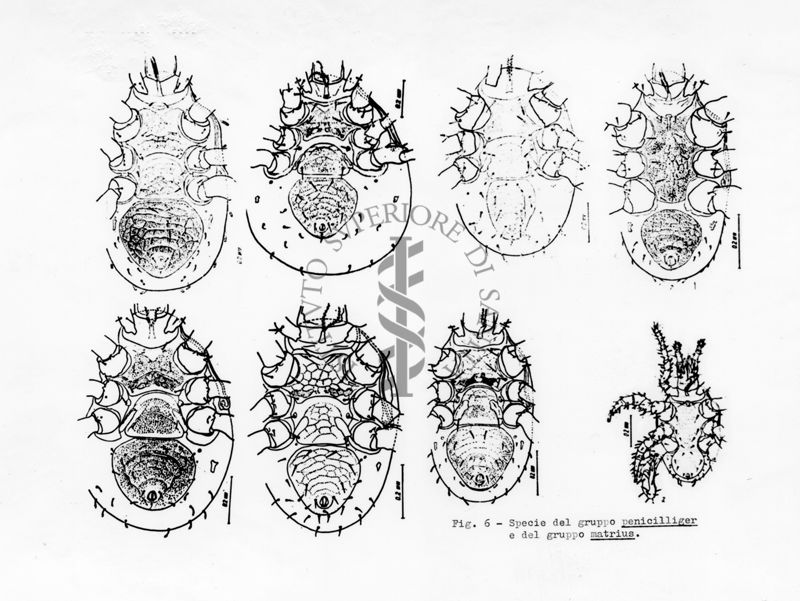 Acari predatori di mosche